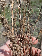 Artemisia dracunculus glauca