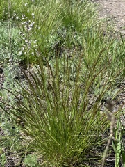 Festuca