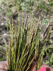 Festuca