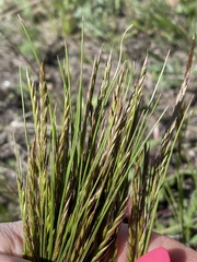 Festuca