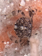 Dissodactylus mellitae