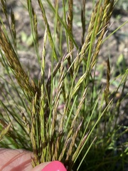 Festuca