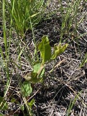 Convolvulus arvensis