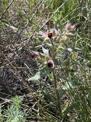 Nonea pulla