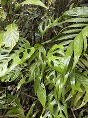 Monstera adansonii