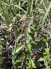 Dracocephalum thymiflorum