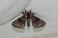 Apatelodes albipunctata