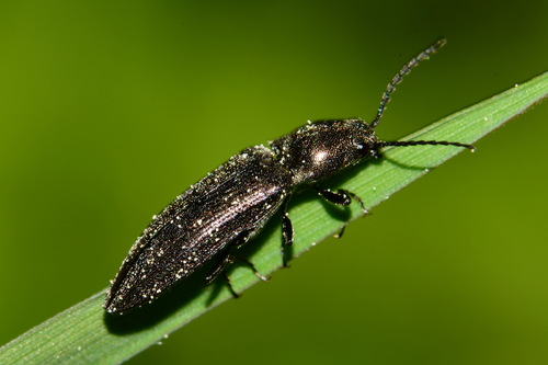 Gluosninis Spragšis nuotrauka