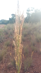 Aristida similis image