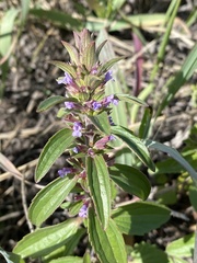Dracocephalum thymiflorum