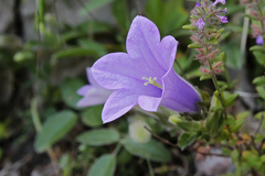 Campanula hagielia