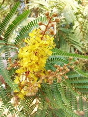 Peltophorum