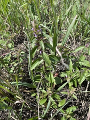 Dracocephalum thymiflorum