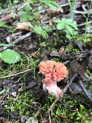 Ramaria subbotrytis