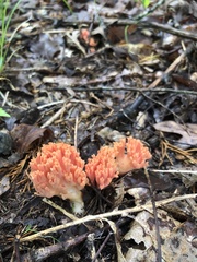 Ramaria subbotrytis