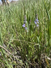 Veronica prostrata