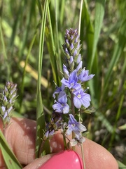 Veronica prostrata