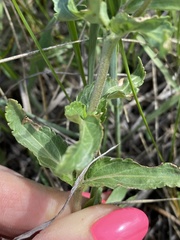 Veronica prostrata
