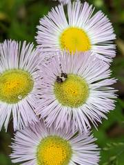 Anthrenus isabellinus