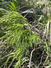 Apioideae