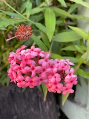 Arachnothryx leucophylla