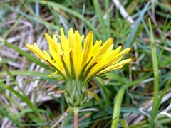 Taraxacum palustre