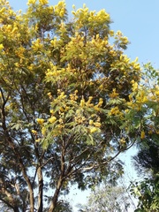 Peltophorum