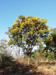Peltophorum