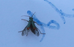 Clanoptilus geniculatus