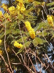 Peltophorum