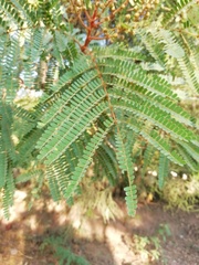 Peltophorum