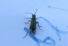 Clanoptilus geniculatus