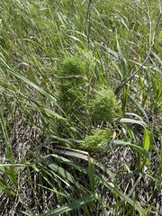 Apioideae
