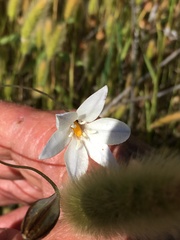 Triteleia peduncularis