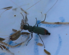 Clanoptilus geniculatus