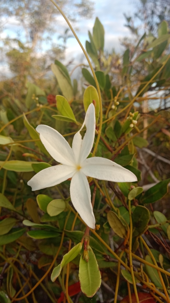 Mascarenhasia lanceolata