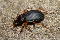 Chlaenius aestivus