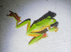 Rhacophorus malabaricus