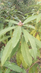 Oliganthes