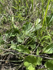 Vicia tenuifolia