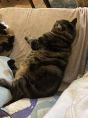 Felis catus