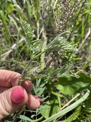 Vicia tenuifolia