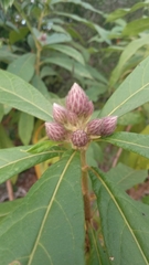 Oliganthes