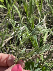 Vicia tenuifolia