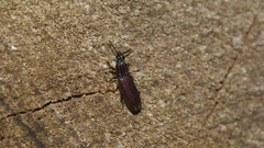 Rhysodidae