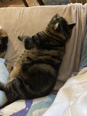 Felis catus