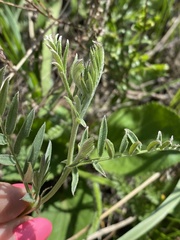 Vicia tenuifolia