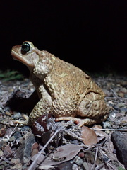 Peltophryne peltocephala