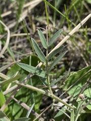 Vicia tenuifolia