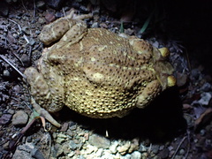 Peltophryne peltocephala